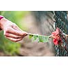 Hen in a farmyard (Gallus gallus domesticus)