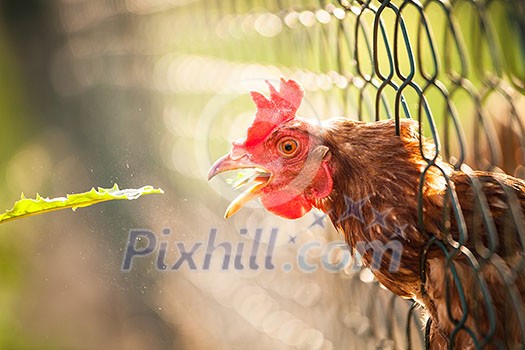 Hen in a farmyard (Gallus gallus domesticus) Hen in a farmyard (Gallus gallus domesticus)
