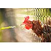 Hen in a farmyard (Gallus gallus domesticus)