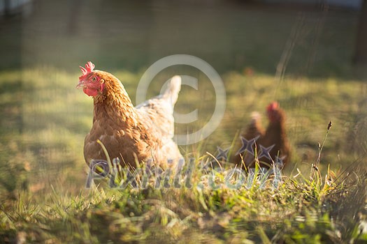 Hen in a farmyard (Gallus gallus domesticus)