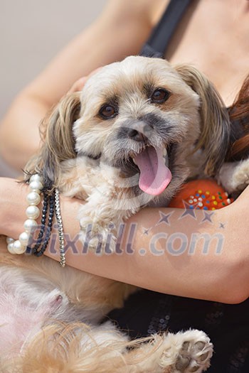 beautiful happy young woman in black dress with cute small dog puppy have fun on street beautiful happy young woman in black dress with cute small dog puppy have fun on street