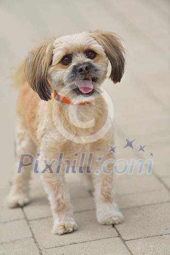 people best friend. little dog cute animal pet puppy outdoor portrait people best friend. little dog cute animal pet puppy outdoor portrait