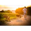 Man walking his two dogs in evening sunlight