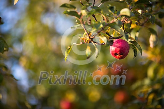 Red apples hanging on the tree and ready for picking.