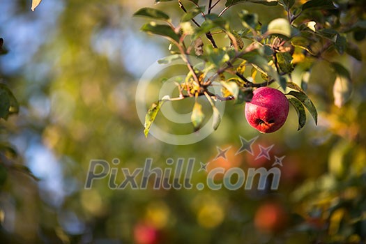 Red apples hanging on the tree and ready for picking. Red apples hanging on the tree and ready for picking.