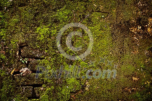 Stone wall covered with moss texture Stone wall covered with moss texture
