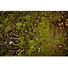 Stone wall covered with moss texture