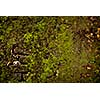 Stone wall covered with moss texture