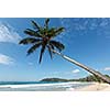 Tropical paradise idyllic beach with palm. Sri Lanka