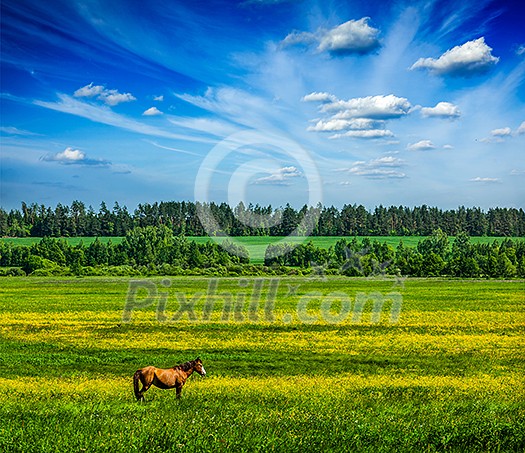 Spring summer background - green grass field meadow scenery lanscape under blue sky with grazing horse Spring summer background - green grass field meadow scenery lanscape under blue sky with grazing horse