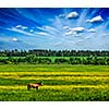Spring summer background - green grass field meadow scenery lanscape under blue sky with grazing horse