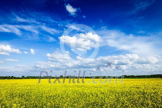 Spring summer background - yellow canola field with blue sky