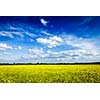 Spring summer background - yellow canola field with blue sky