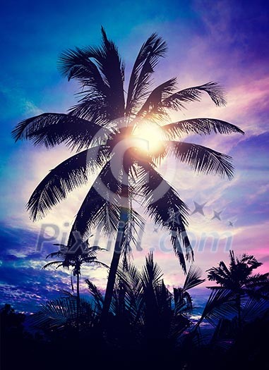 Vintage retro effect filtered hipster style image of palm against sky on sunset