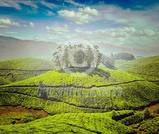 Vintage retro effect filtered hipster style image of tea plantations. Munnar, Kerala, India