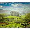 Vintage retro effect filtered hipster style image of tea plantations. Munnar, Kerala, India