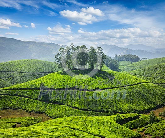 Tea plantations in Munnar. Kerala, South India Tea plantations in Munnar. Kerala, South India