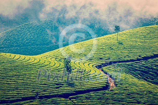 Vintage retro effect filtered hipster style image of Kerala India travel background - green tea plantations in Munnar, Kerala, India - tourist attraction