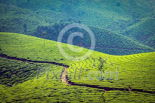 Vintage retro effect filtered hipster style image of Kerala India travel background - green tea plantations in Munnar, Kerala, India - tourist attraction Vintage retro effect filtered hipster style image of Kerala India travel background - green tea plantations in Munnar, Kerala, India - tourist attraction