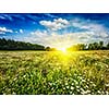 Summer blooming green field with meadow flowers with sunset sun and blue sky