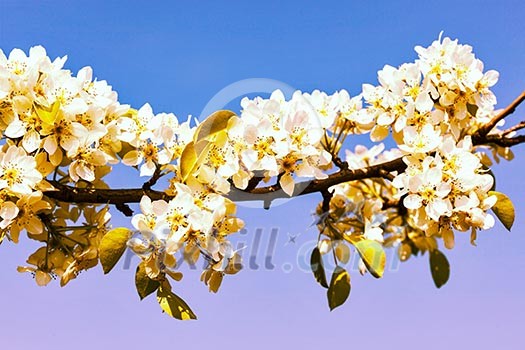 Vintage retro effect filtered hipster style image of apple tree blossoming branch in spring against blue sky