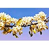 Vintage retro effect filtered hipster style image of apple tree blossoming branch in spring against blue sky