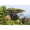 Tree in mountains. Tamil Nadu, India