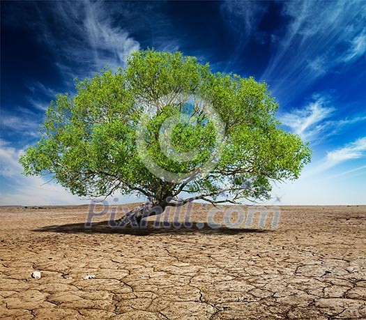 Life ecology solitude concept - lonely green tree on cracked earth Life ecology solitude concept - lonely green tree on cracked earth