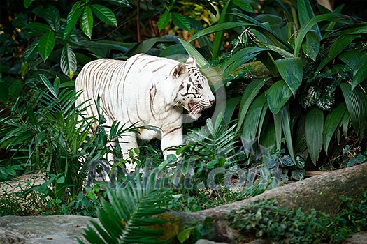 White tiger in jungles White tiger in jungles