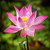 Opened lotus flower close up