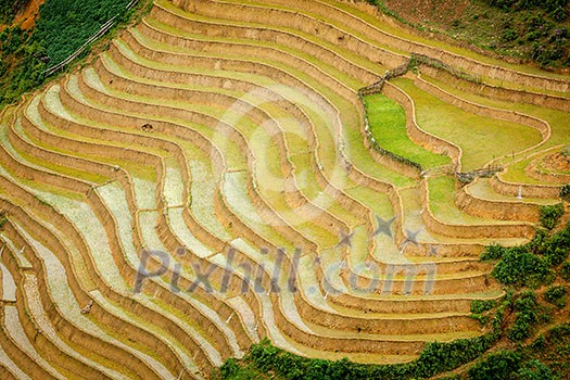 Rice field terraces (rice paddy). Near Cat Cat village, near Sapa, Mui Ne