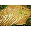 Rice field terraces (rice paddy). Near Cat Cat village, near Sapa, Mui Ne