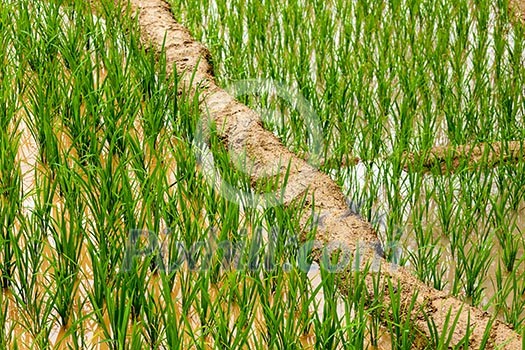 Rice field terraces (rice paddy). Near Cat Cat village, near Sapa, Mui Ne