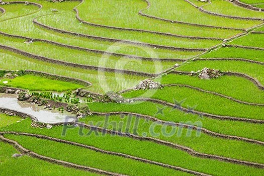 Rice field terraces (rice paddy). Near Cat Cat village, near Sapa, Mui Ne Rice field terraces (rice paddy). Near Cat Cat village, near Sapa, Mui Ne