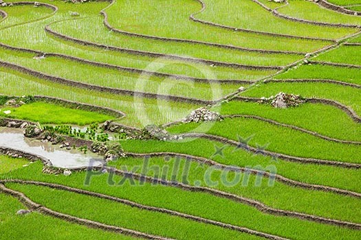 Rice field terraces (rice paddy). Near Cat Cat village, near Sapa, Mui Ne