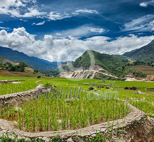 Rice field terraces (rice paddy). Near Cat Cat village, near Sapa, Vietnam Rice field terraces (rice paddy). Near Cat Cat village, near Sapa, Vietnam