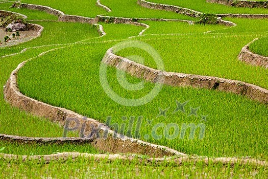 Rice field terraces (rice paddy). Near Cat Cat village, near Sapa, Mui Ne