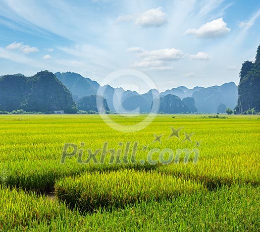 Rice field. Tam Coc, Vietnam Rice field. Tam Coc, Vietnam