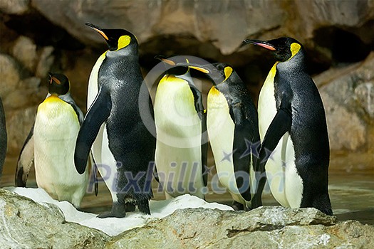 King Penguins (Aptenodytes patagonicus) King Penguins (Aptenodytes patagonicus)