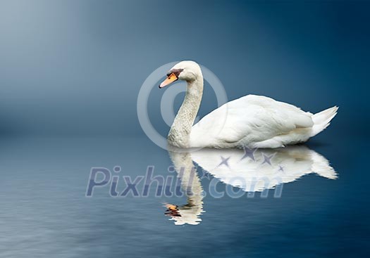 Mute Swan (Cygnus olor) Mute Swan (Cygnus olor)