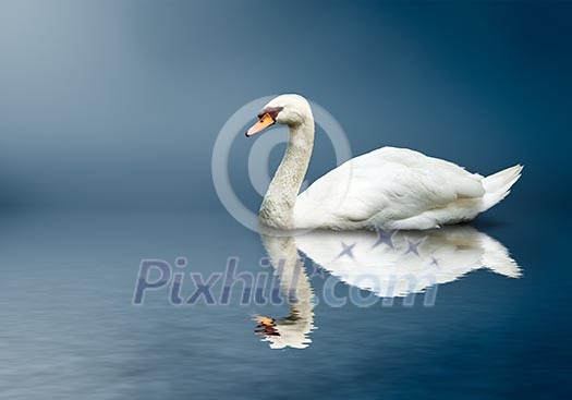 Mute Swan (Cygnus olor)