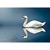 Mute Swan (Cygnus olor)