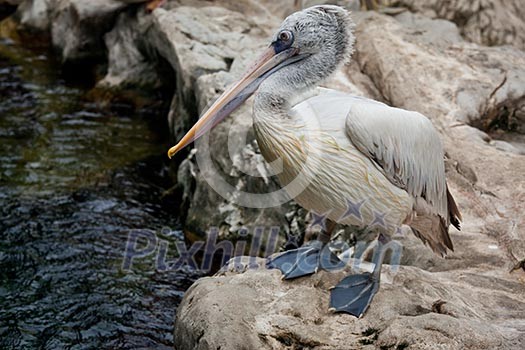 Spot-billed Pelican or Grey Pelican (Pelecanus philippensis)