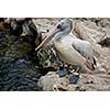 Spot-billed Pelican or Grey Pelican (Pelecanus philippensis)