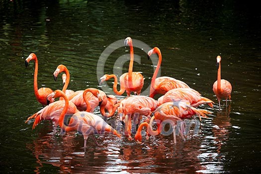 American Flamingo (Phoenicopterus ruber), Orange flamingo American Flamingo (Phoenicopterus ruber), Orange flamingo