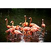 American Flamingo (Phoenicopterus ruber), Orange flamingo