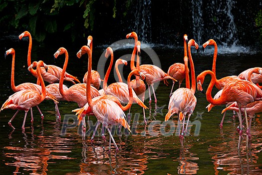 American Flamingo (Phoenicopterus ruber), Orange flamingo American Flamingo (Phoenicopterus ruber), Orange flamingo