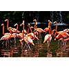 American Flamingo (Phoenicopterus ruber), Orange flamingo