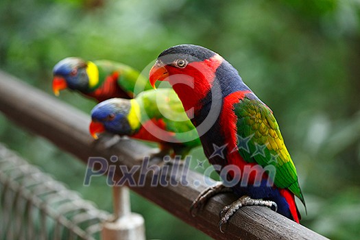 Black-capped lories (Lorius lory) Black-capped lories (Lorius lory)