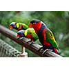 Black-capped lories (Lorius lory)